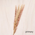 Naturalna suszona trawa pampasowa
