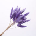 Naturalnie suszone kwiaty -lagurus ovatus