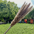 Naturalna suszona trawa pampasowa