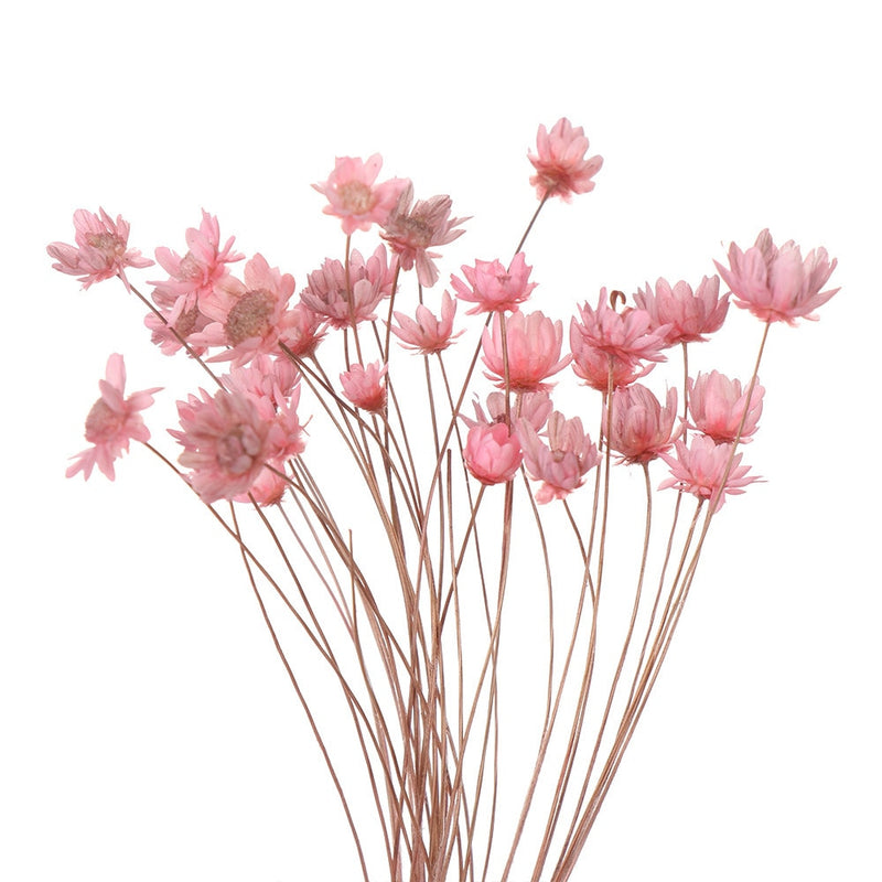 Naturalnie suszone kwiaty - Mała łyszczecowa stokrotka