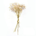 Naturalnie suszone kwiaty - Mała łyszczecowa stokrotka