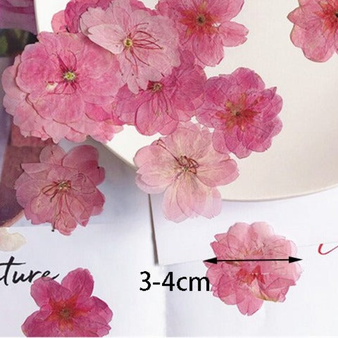 Naturalnie suszone kwiaty -Sakura