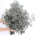 Naturalnie suszone kwiaty - Babysbreath