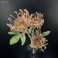 Sztuczna roślina- Leucospermum