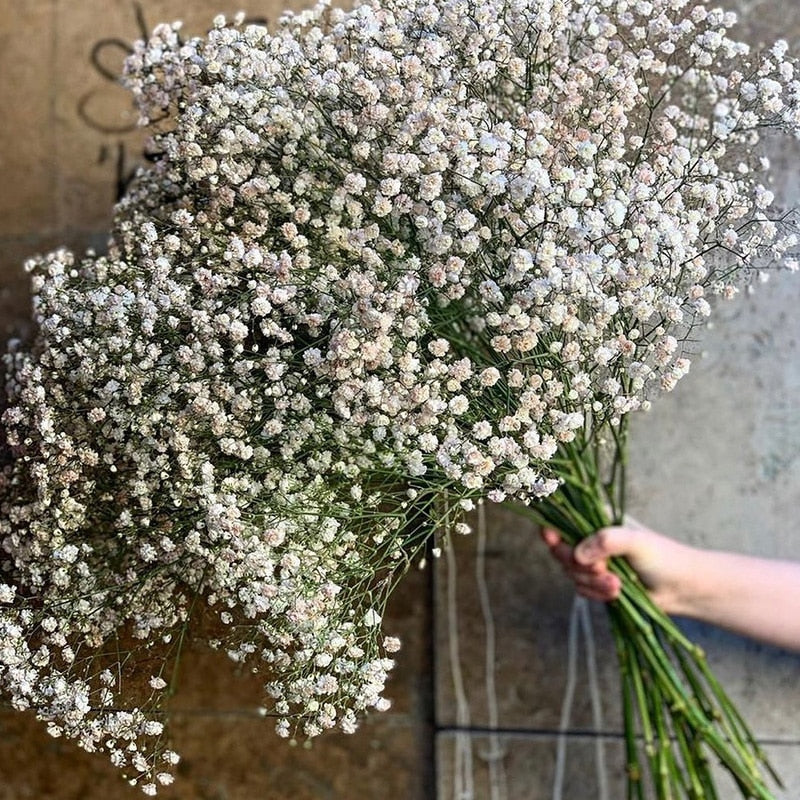 Naturalnie suszone kwiaty - Babysbreath